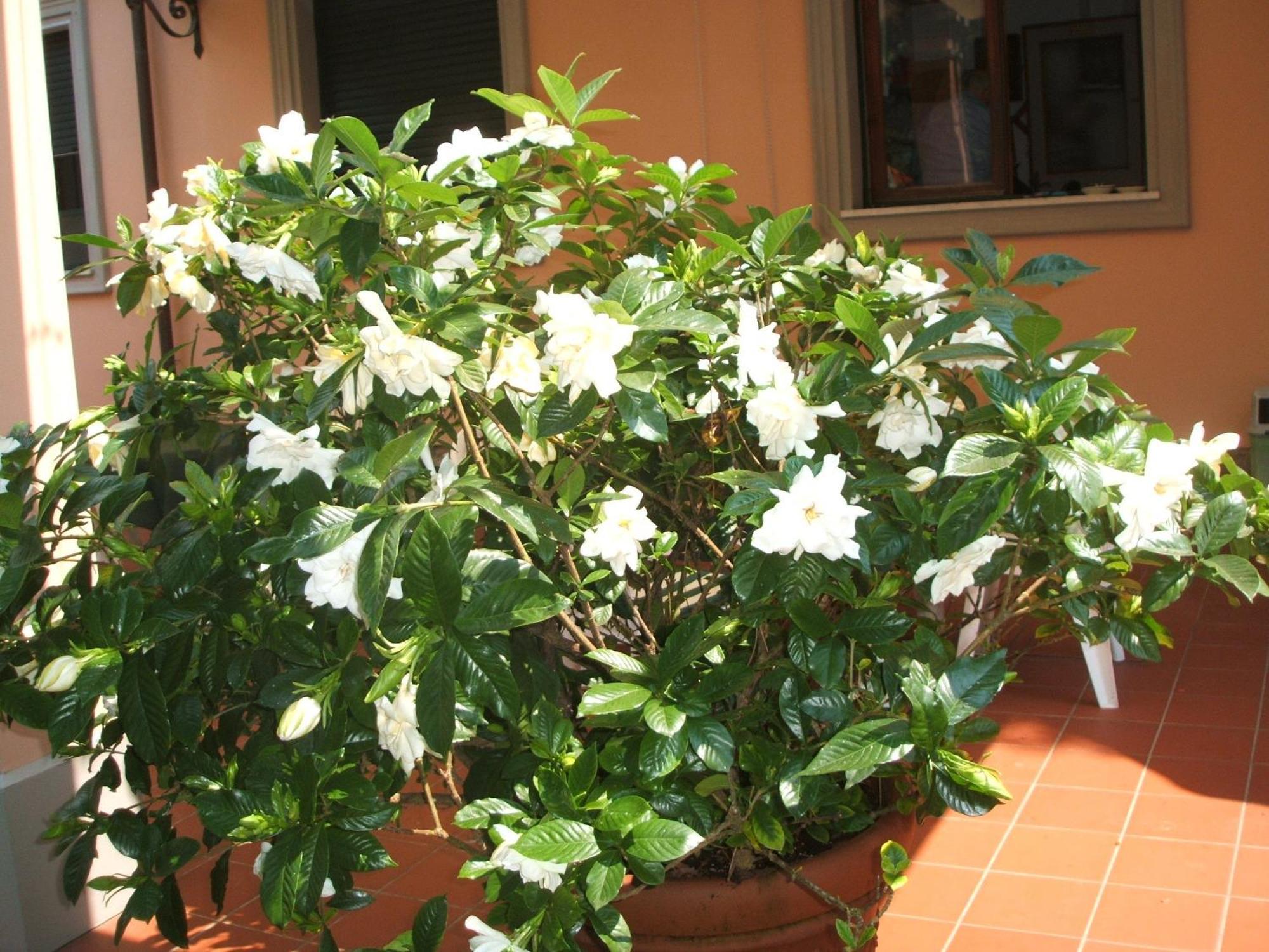 Hotel Astor Victoria Forte dei Marmi Eksteriør billede
